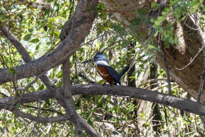 Ringed Kingfisher Palo Verde NP 2024